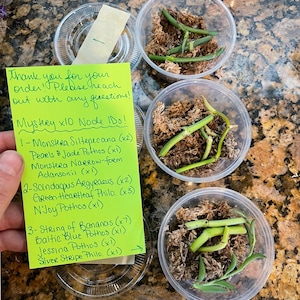 Mystery Node Bundle Pack | Sets of 3, 5, 10 or 12 | No Golden Pothos in any box!!