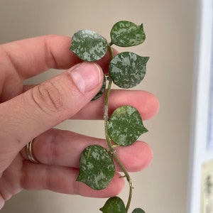 Hoya Curtisii | Live Houseplant| Unrooted and Rooted Cuttings for Propagation |