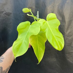 Aurea Bipennifolium Philodendron 4" & 6" Pots | Neon Horsehead Philo | Live Houseplant| One of a Kinds- You can choose exact plant! |