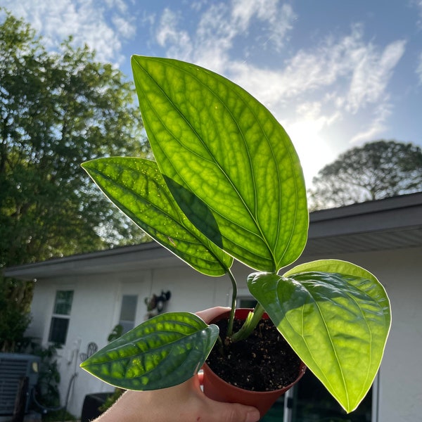 Rare House Plants Live Etsy