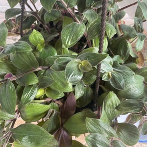 Baby Bunny Bellies Tradescantia Chrysophylla | Wandering Dude Plant | Nodes, Unrooted & Rooted Cuttings for Propagation!
