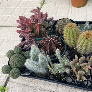 Cacti & Succulent Mystery Starter Bundles | Live Houseplants | all acclimated to outdoor FL temperatures! | UNROOTED Pads for Propagation!