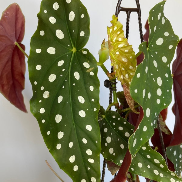 Begonia Maculata Wightii | Polka Dot Begonia | LIVE House Plant | Unrooted and Rooted Cuttings | Nodes for Propagation!