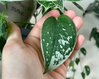 Silvery Ann Scindapsus Pictus Unrooted & Rooted Cuttings | Nodes for Propagation | Silver Satin Pothos | RARE Live Houseplant!