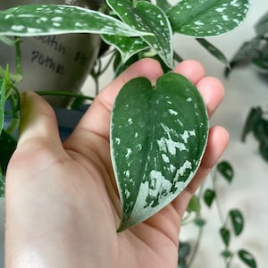 May include: A close-up of a single heart-shaped leaf with silver variegation on a green background. The leaf is being held in a hand.