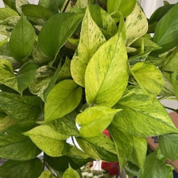 Jessenia Pothos | Epipremnum aureum | Live Houseplant | Nodes, Unrooted & Rooted Cuttings for Propagation!