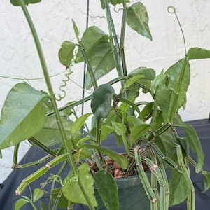 May include: A hanging green plant in a small pot. The plant has long, thin stems with small, green leaves. The plant is suspended by a wire hanger. The background is a light-colored wall and a black surface.