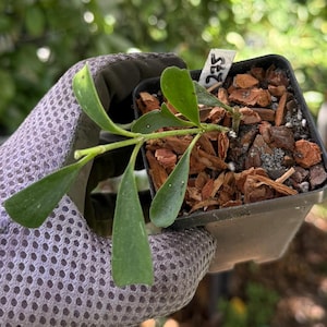 May include: A small green plant with oval-shaped leaves growing in a square black plastic pot filled with brown wood chip mulch. A white rectangular plant marker with the handwritten number 275 is inserted into the soil near the plant stem.