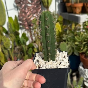 May include: A small, green cactus with sharp spines in a black square pot filled with white pebbles. The cactus is held in front of a background of various other cacti and succulents, some in terracotta pots. The scene is outdoors in natural light.