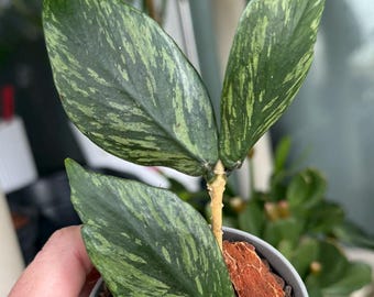 Polyneura 'Broget' Splash Variegated Hoya 3" pots | Fishtail Hoya | Live Rare Indoor Outdoor Houseplant | Ships in Pot | exact plants :)