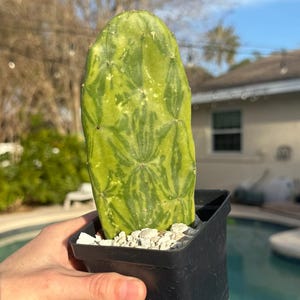 May include: A green and yellow variegated cactus in a black square pot. The cactus has a unique pattern and is planted in white gravel. The pot is held in front of a swimming pool.