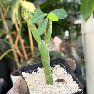 May include: A small green succulent plant with a Y-shaped stem and several small, oval-shaped leaves at the top. The plant is potted in a black square plastic container filled with white gravel stones, providing a stable base for the stem.