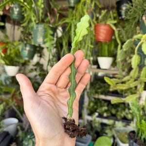May include: A green plant cutting with a wavy, segmented stem and a small root system. The plant is held in a hand, with a background of hanging potted plants. The cutting is a vibrant green color.