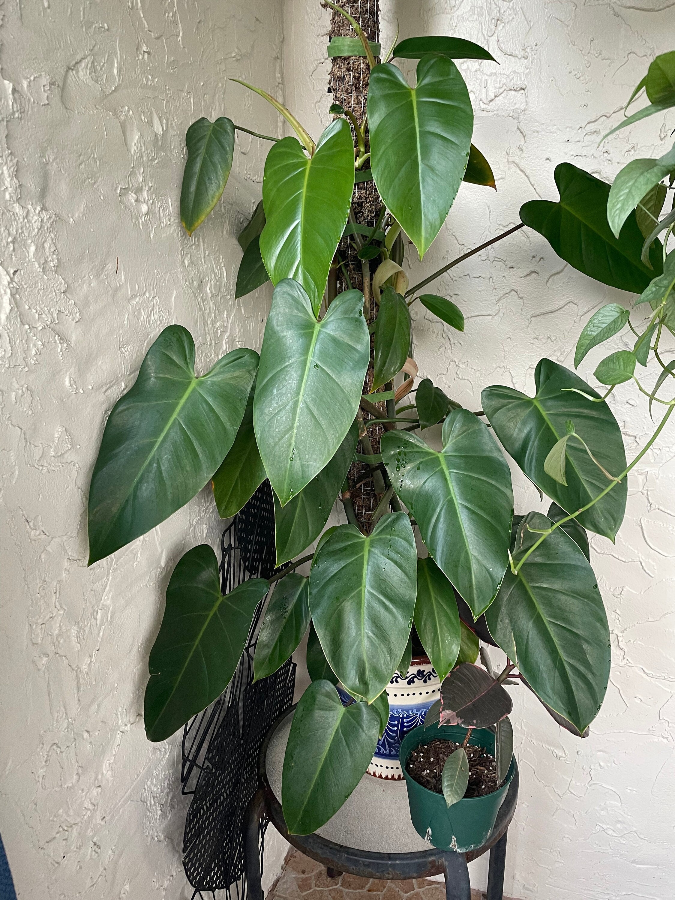 Buy Emerald Green Philodendron | Green Congo | Emerald Congo | RARE | LIVE  House Plant | Unrooted, Rooted, Nodes for Propagation! Online in India -  Etsy