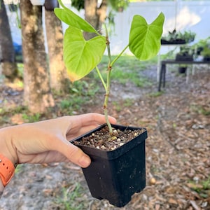 May include: A small potted plant with bright green, heart-shaped leaves. The plant is in a black square pot, held by a person. The background includes trees and other plants, suggesting an outdoor setting.