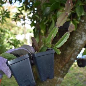 May include: Two small, black, square plastic pots containing green, segmented, flat-leafed cactus plants. The plants have elongated, jointed stems with subtle reddish-brown edges, and the pots are held together in a side-by-side arrangement.