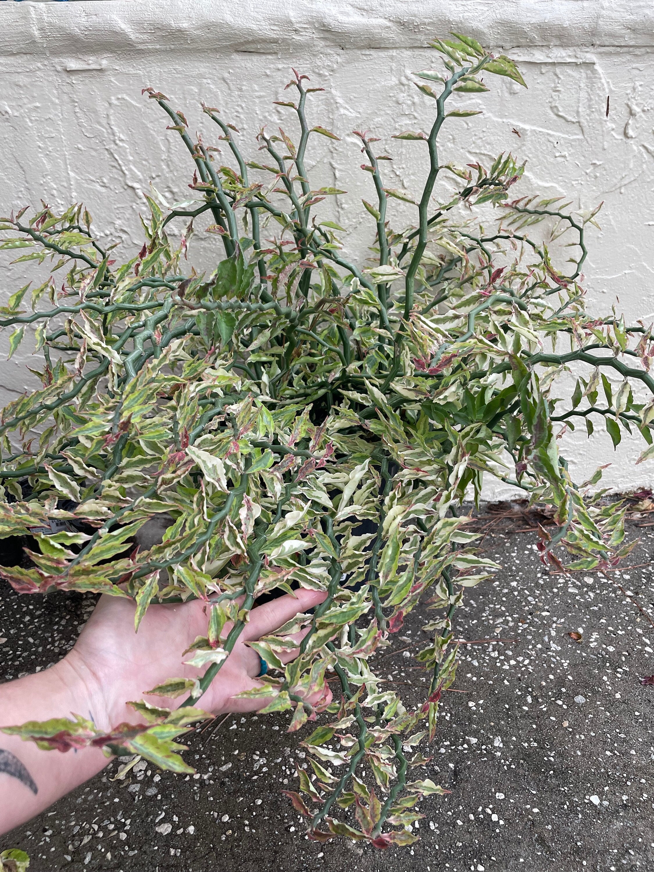 Pink Variegated Devil's Backbone Succulent | Full Sun | Unrooted and Lightly Rooted Cuttings for Propagation!