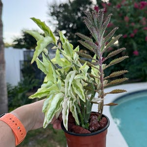 May include: A small brown plastic pot containing two distinct plants. One plant features wavy, variegated light green and white leaves on thin stems. The other plant has tall, upright stems with serrated, dark-spotted leaves. The soil is covered in red lava rocks.