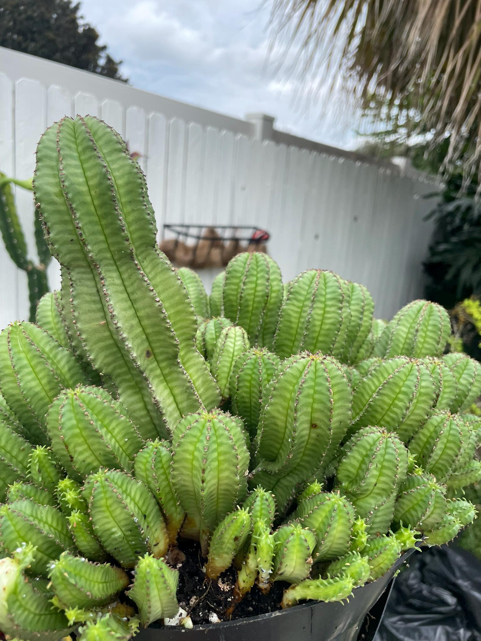 Tanzanian Zipper Plant | Euphorbia Anoplia | Unrooted & Lightly