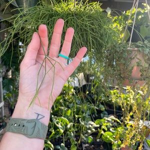 Rhipsalis baccifera 'Mistletoe Cactus' rare live indoor outdoor trailing houseplant Unrooted & Lightly Rooted cuttings for propagation image 1