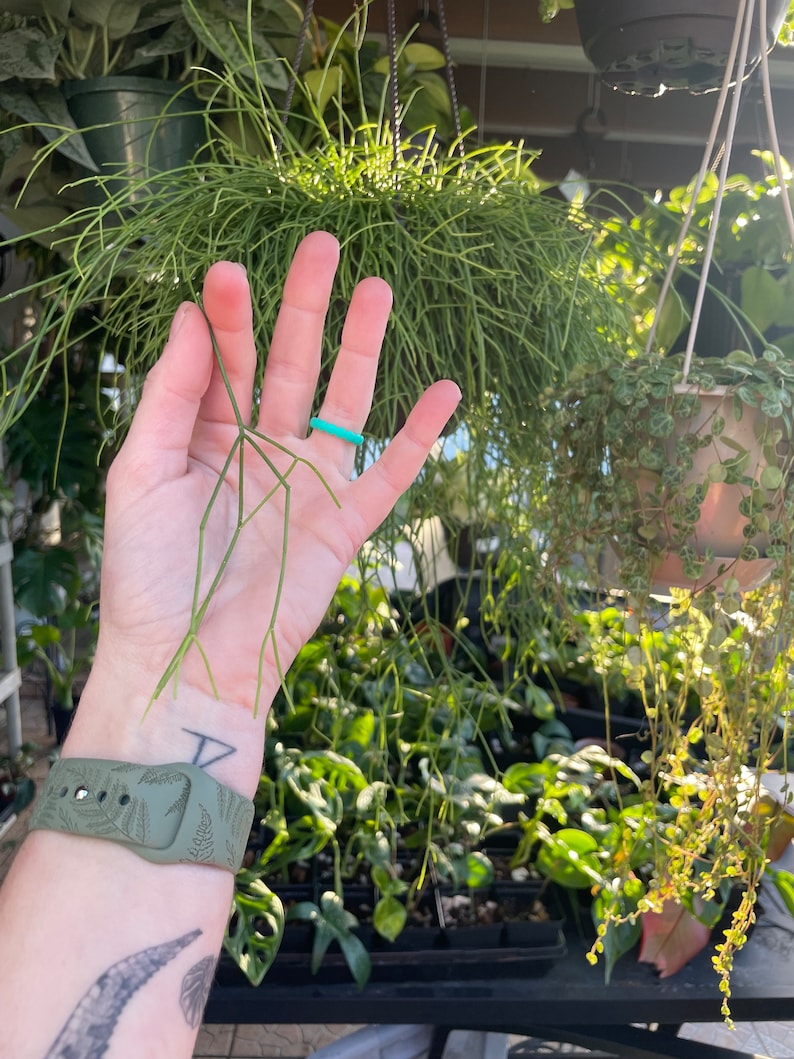 Rhipsalis baccifera 'Mistletoe Cactus' rare live indoor outdoor trailing houseplant Unrooted & Lightly Rooted cuttings for propagation image 1