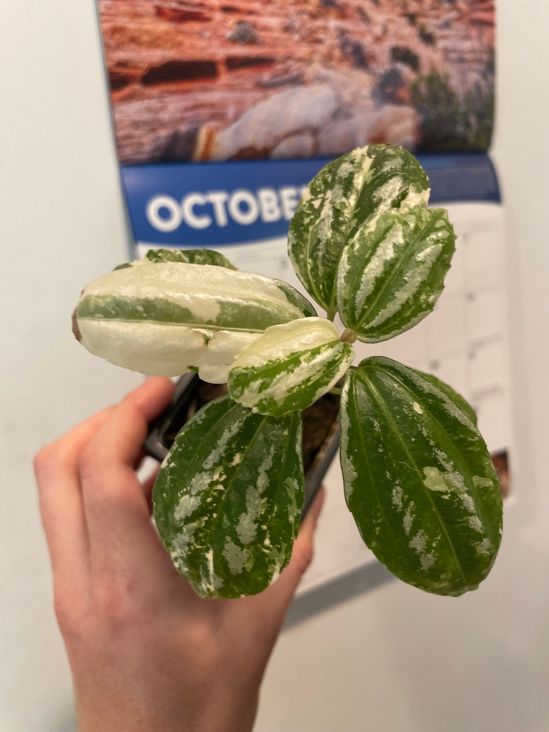 Variegated Aluminum Plant Pilea Cadierei Variegata Exact - Etsy