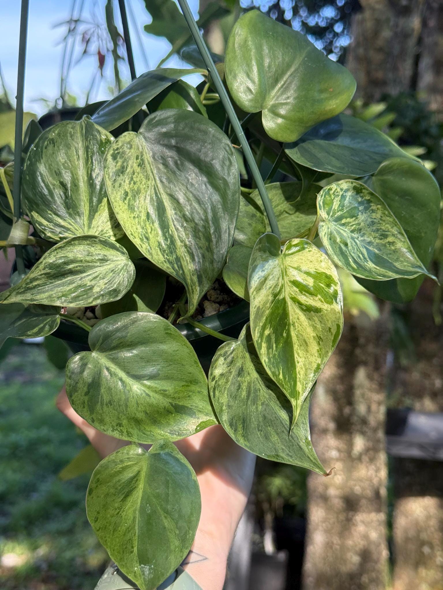 philodendron erubescens Rare Philodendron 'Pink Princess' 6