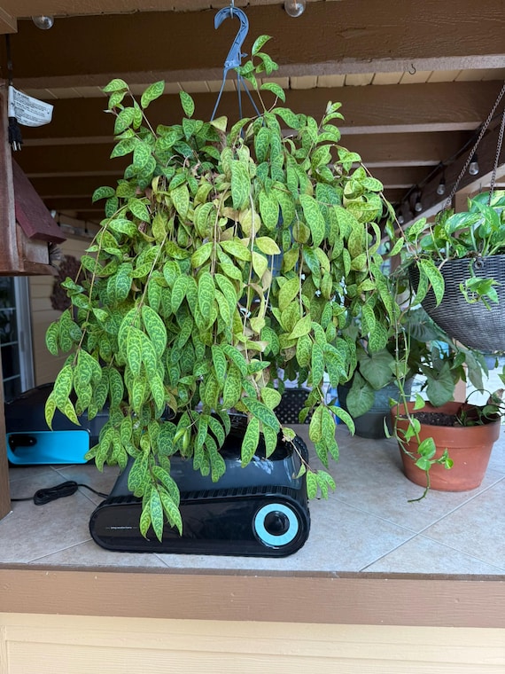 Black Pagoda Lipstick Plant | Aeschynanthus 'zebra Plant' | Live