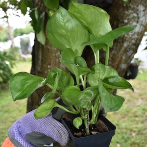 May include: A small green plant with broad, heart-shaped leaves growing in a black plastic square nursery pot. The plant features smooth, glossy foliage with a vibrant green color and visible stems, held in a container filled with soil.