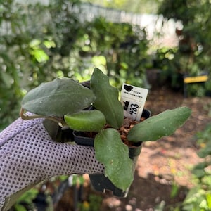 May include: A Hoya waymaniae plant in a small black plastic pot with brown soil. The plant has several thick, textured, dark green leaves. A white rectangular plant marker is inserted into the soil, displaying the text Hoya waymaniae and 433.