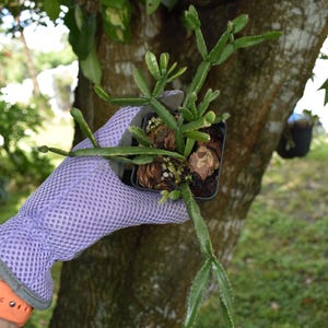 May include: A small green Rhipsalis cactus with segmented, branching stems potted in a black square container filled with dark brown wood bark mulch. The plant features thin, elongated, and slightly textured stems growing outward.