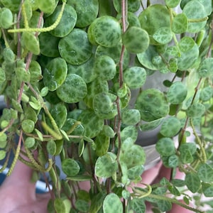 May include: A close-up of a green and white variegated plant with round leaves. The plant is hanging from a pot and has a trailing growth habit.