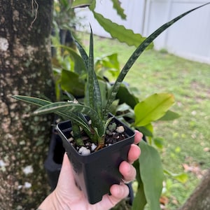 May include: A small potted snake plant with long, slender, green leaves speckled with lighter green markings. The plant is in a square black plastic pot, held in a hand. The background includes a tree trunk, other plants, and a white fence.