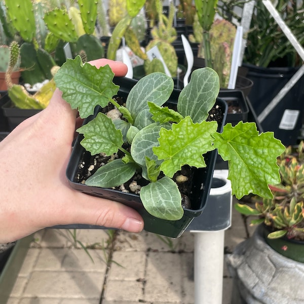 Loofah Plant Starter seedling Pots | Luffa aegyptiaca | Vegetable like squash | Can be used for eating or batheing! | Ecofriendly sponges!