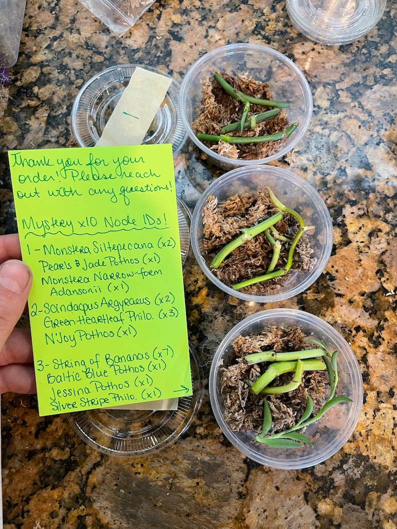 K&ouml;nnte beinhalten: Ein gelber Haftnotizblock mit einer handschriftlichen Liste von Pflanzennamen und Mengen. Der Zettel lautet "Mystery x10 Node IDo! 1- Monstera Siltepecana (x2) Pearls Jade Pothos (x1) Monstera Narrow-form Adansonii (x1) 2- Scindapus Argyraeus (x2) Green Heartleaf Philo. (x3) N'Joy Pothos (x1) 3- String of Bananas (x7) Baltic Blue Pothos (x1) Jessina Pothos (x1) Silver Stripe Philo. (x1)". Es gibt vier transparente Plastikbeh&auml;lter mit gr&uuml;nen Pflanzen und Moos.