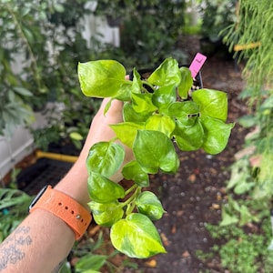 May include: A small potted Philodendron plant featuring heart-shaped leaves with variegated patterns of bright lime green and deep emerald green. The plant is contained in a black plastic nursery pot with a small pink tag inserted in the soil.