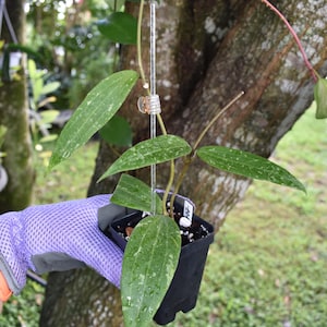 May include: A Hoya plant with elongated, pointed green leaves featuring silver speckling, potted in a small black square plastic container. A clear acrylic support stake is attached to the stem with a small clip, and a white plant tag is visible.