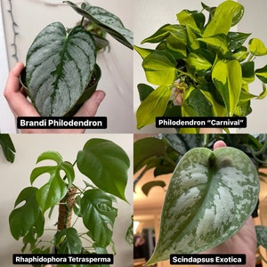 K&ouml;nnte beinhalten: Vier verschiedene Arten von Zimmerpflanzen, darunter ein Brandi Philodendron, ein Philodendron "Carnival", ein Rhaphidophora Tetrasperma und ein Scindapsus Exotica. Die Pflanzen sind alle in T&ouml;pfen und haben unterschiedliche Blattformen und -farben.