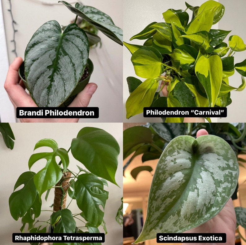 K&ouml;nnte beinhalten: Vier verschiedene Arten von Zimmerpflanzen, darunter ein Brandi Philodendron, ein Philodendron "Carnival", ein Rhaphidophora Tetrasperma und ein Scindapsus Exotica. Die Pflanzen sind alle in T&ouml;pfen und haben unterschiedliche Blattformen und -farben.
