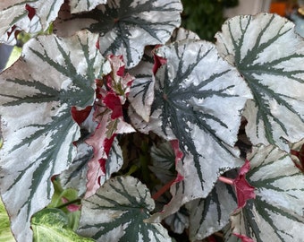 Looking Glass Cane Begonia | Nodes, Unrooted, & Rooted Cuttings for Propagation | Live rare houseplant | Super easy to grow!!