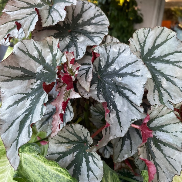 Looking Glass Cane Begonia | Nodes, Unrooted, & Rooted Cuttings for Propagation | Live rare houseplant | Super easy to grow!!