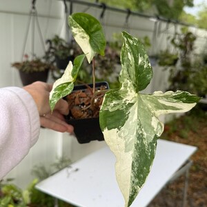 Syngonium Variegata - Etsy