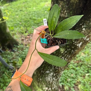 May include: A Hoya plant with elongated, dark green, veined leaves growing from a small black plastic pot filled with bark substrate. A white plant marker labeled 113 and a blue tag labeled UT-073 are inserted into the soil near the stem.