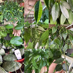 May include: A collection of different types of houseplants with various leaf patterns and colors. The plants include a variegated philodendron, a pothos, a monstera, and a prayer plant.