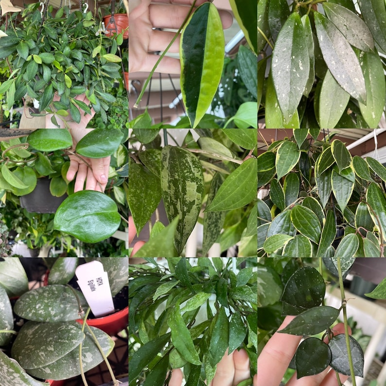 May include: A collection of different types of houseplants with various leaf patterns and colors. The plants include a variegated philodendron, a pothos, a monstera, and a prayer plant.