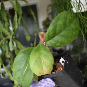 May include: A Hoya plant with three broad, ovate, green leaves featuring visible veining, potted in a small black plastic container filled with bark substrate. A white plant marker with the letter O is inserted into the soil of the pot.