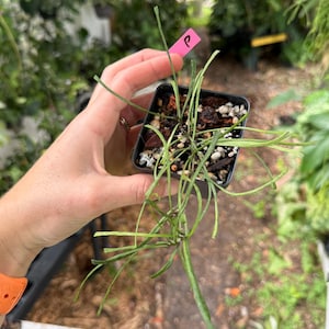 May include: A small, square black plastic pot containing a Hoya plant with long, thin, green, needle-like leaves. The soil surface is covered with bark and perlite. A small pink plastic plant marker with the handwritten letter P is inserted.