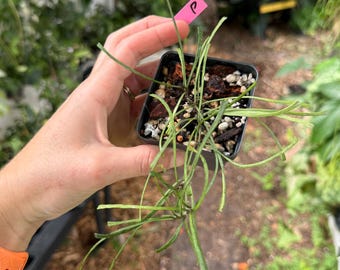 Hoya retusa 3" pot | Live Rare Indoor Outdoor Houseplant | Ships in Pot, exact plant shown