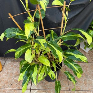 elephant plant Elephant Ear esculenta Black Magic