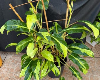 Philodendron Thai Sunrise 4 - US SELLER - Etsy